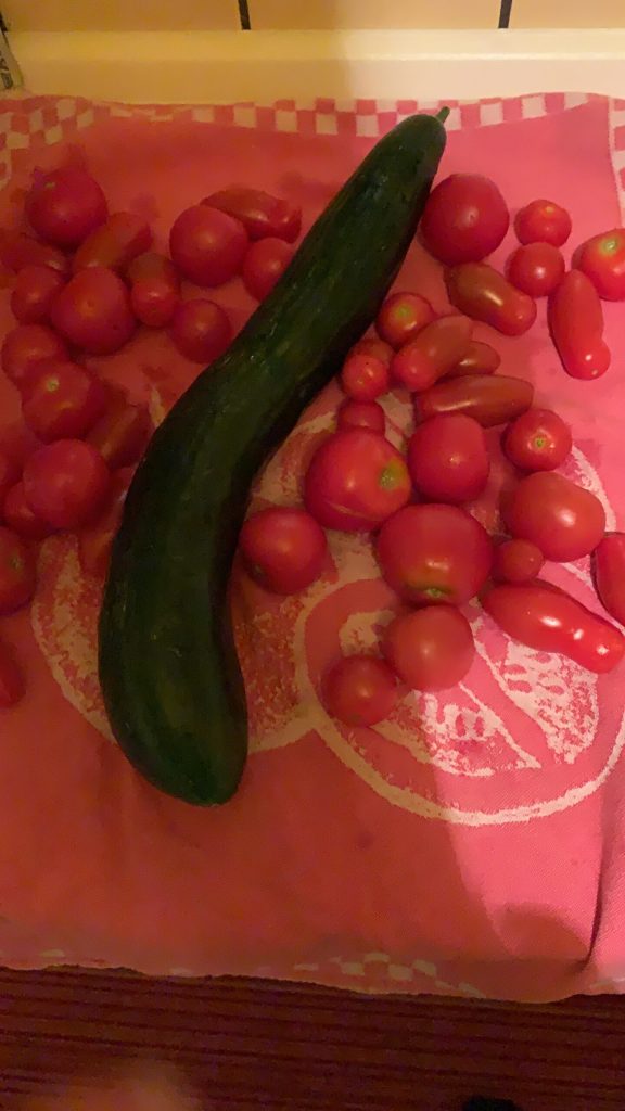 Eine riesige Gurke wurde zusammen mit den Tomaten zu einem Salt verarbeitet