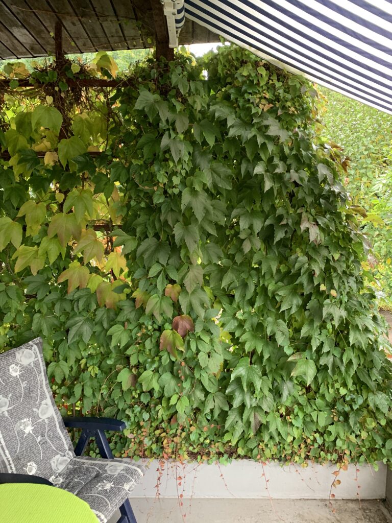 Sicht- und Sonnenschutz bietet in den Sommermonaten "Wilder Wein"