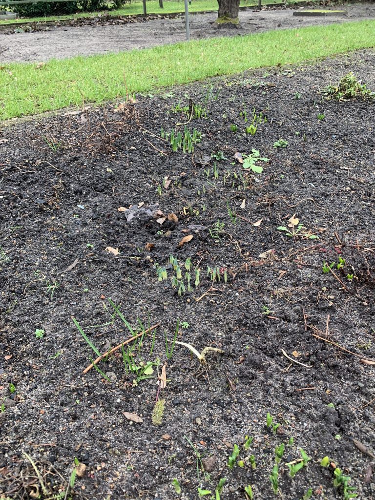 Frühblüherbeet