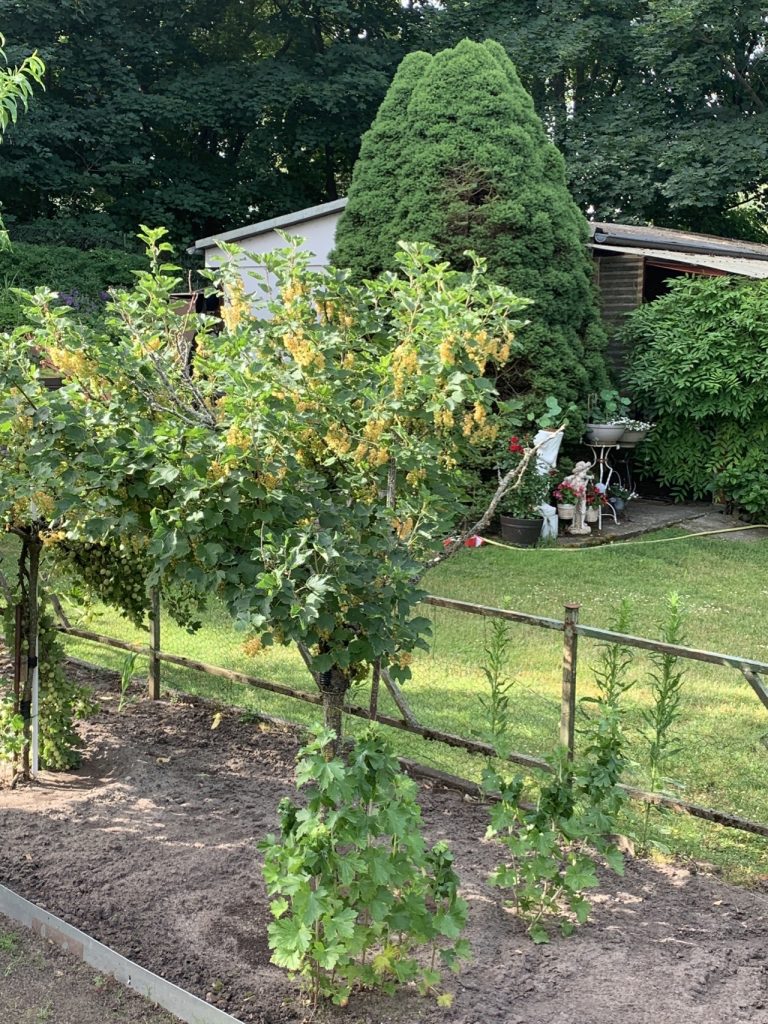 Ein „paar“ weiße Johannisbeeren hingen am Strauch