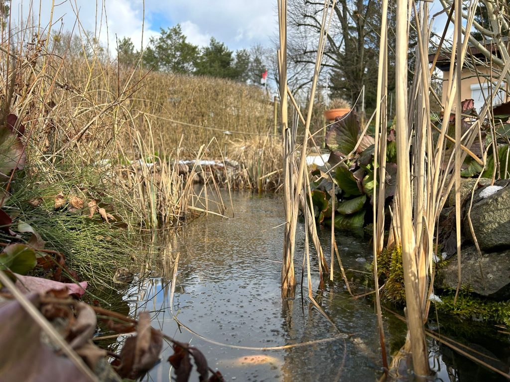 "Bläschen" auf der Wasseroberfläche des Gartenteichs