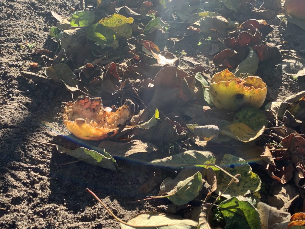 Ausgehöhlte Äpfel