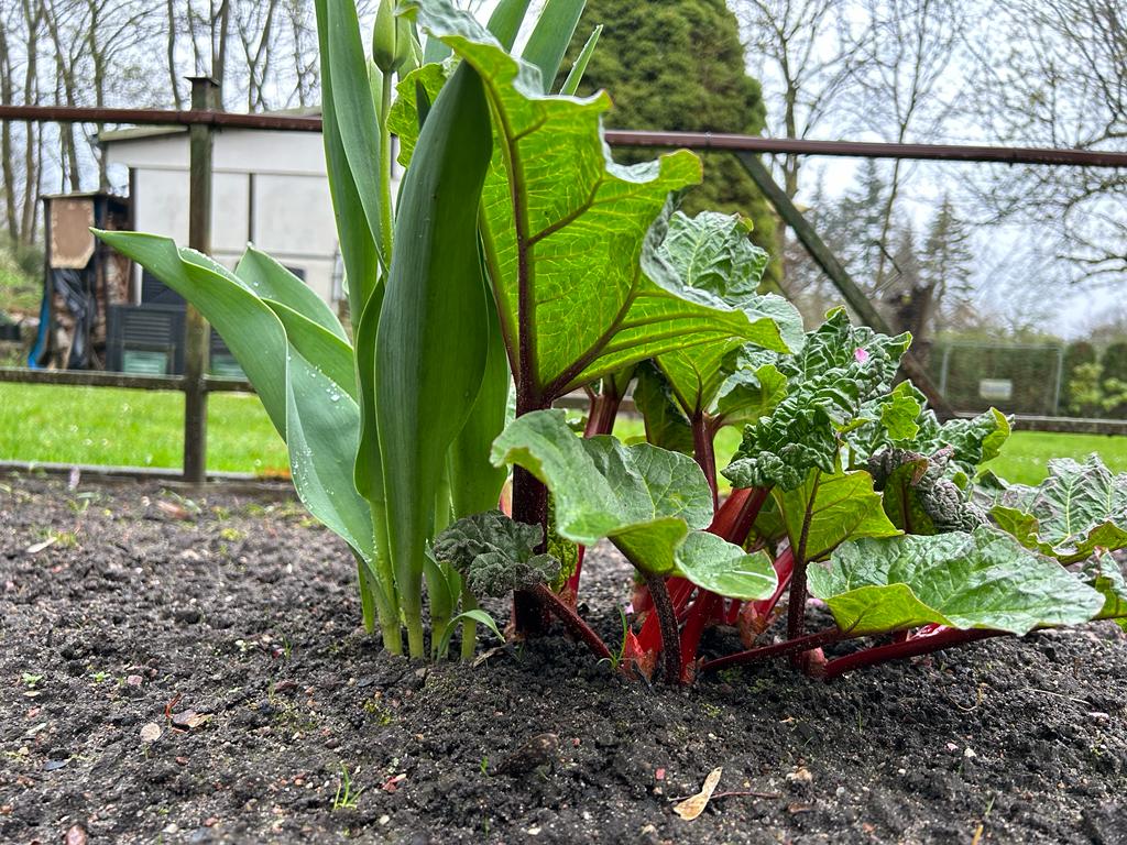Eine interessante Kombination: Ist die Tulpe verblüht, kann der Rhabarber geerntet werden