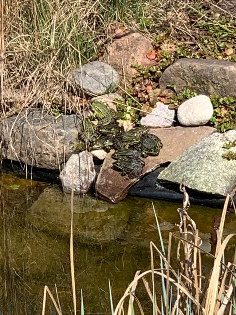 Versammlung auf der Sonnenterrasse am Gartenteich
(Aufnahme vom 10.04.2023)