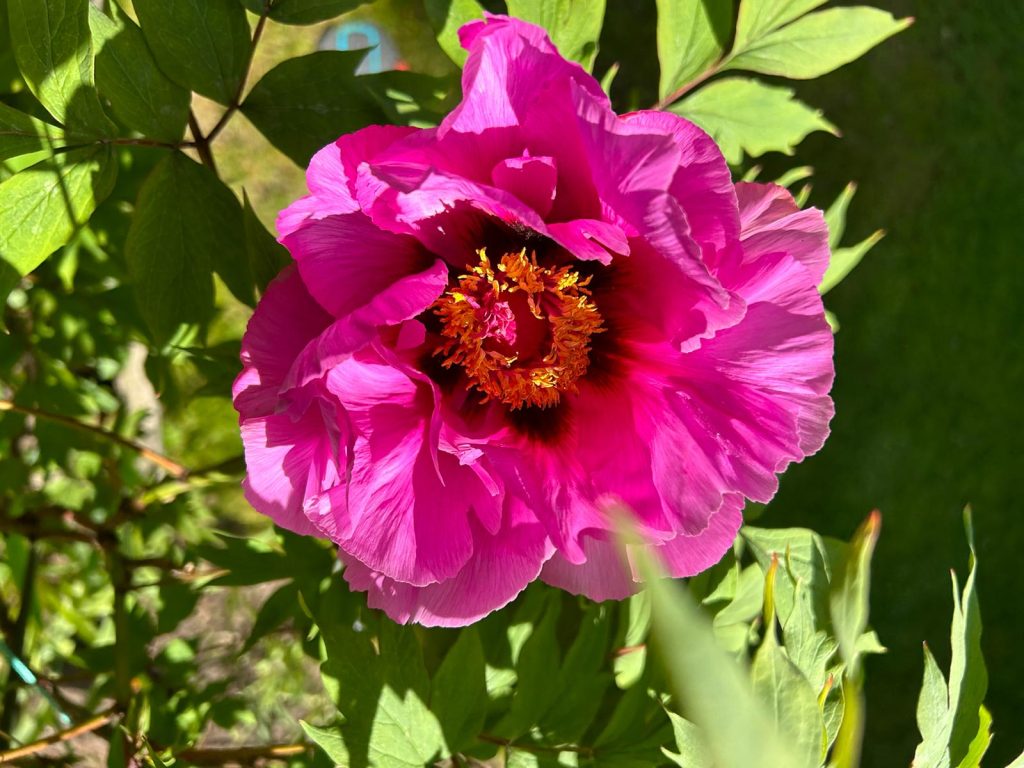Blüte der "Asiatischen Pfingstrose" im Mai 2023