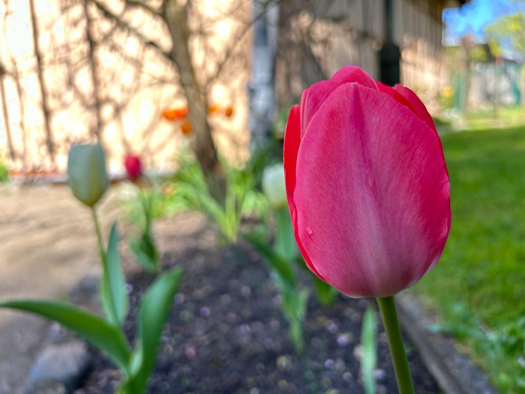 Jede Pflanze im Garten entwickelt sich unterschiedlich