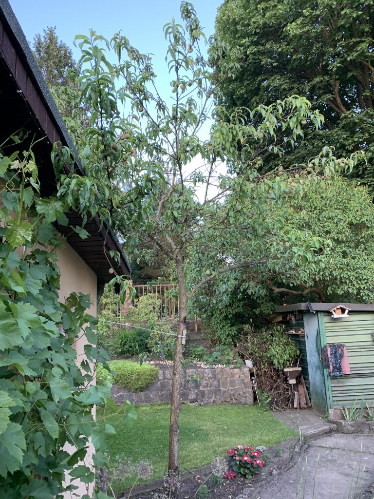Pfirsichbaum nach dem Kahlschlag