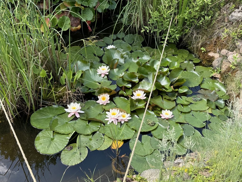 Eine Blüte ist so groß wie zwei nebeneinander gelegte Hände