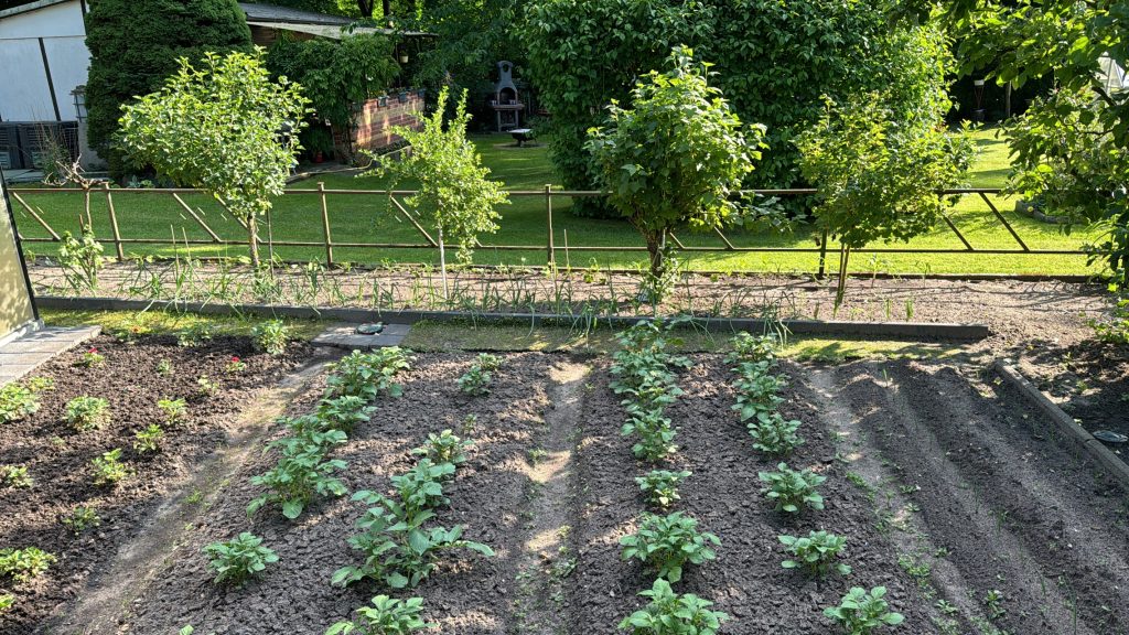 Foto vom 24.05.2024: Erst sehr zögerlich, dann aber ordentlich - die Pflanzen sind bereit fürs Anhäufeln