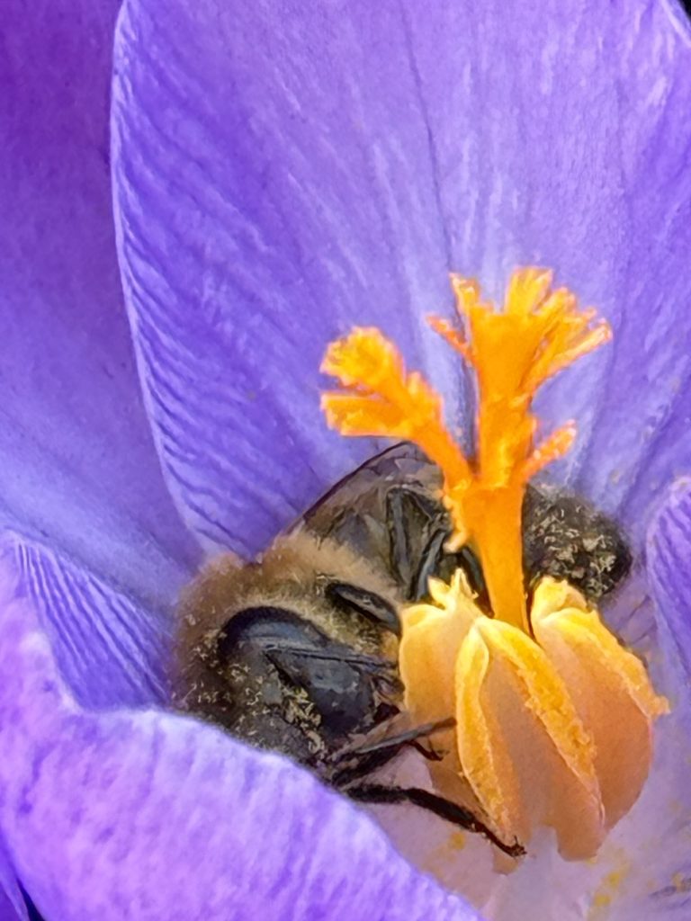 Endlich Frühling! Die ersten Bienen sind unterwegs und laben sich am Krokus. (Foto vom 3.3.2024)
