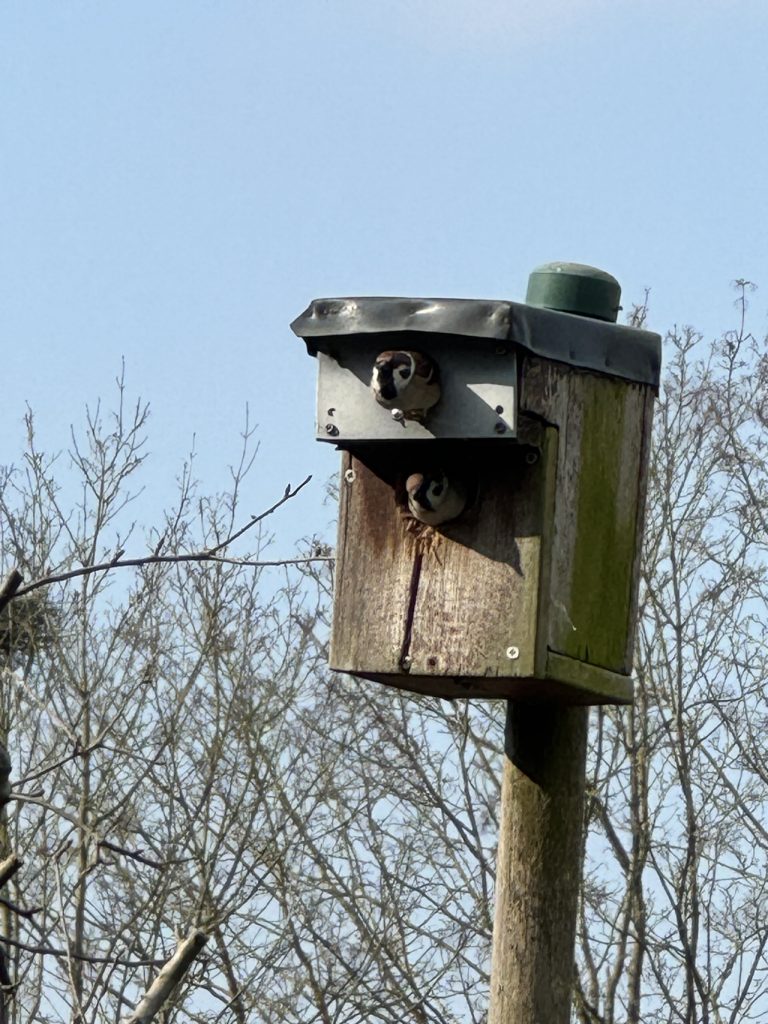 Natürlich haben auch unsere Spatzen ihr Domizil wieder bezogen. (Foto vom 3.3.2024)