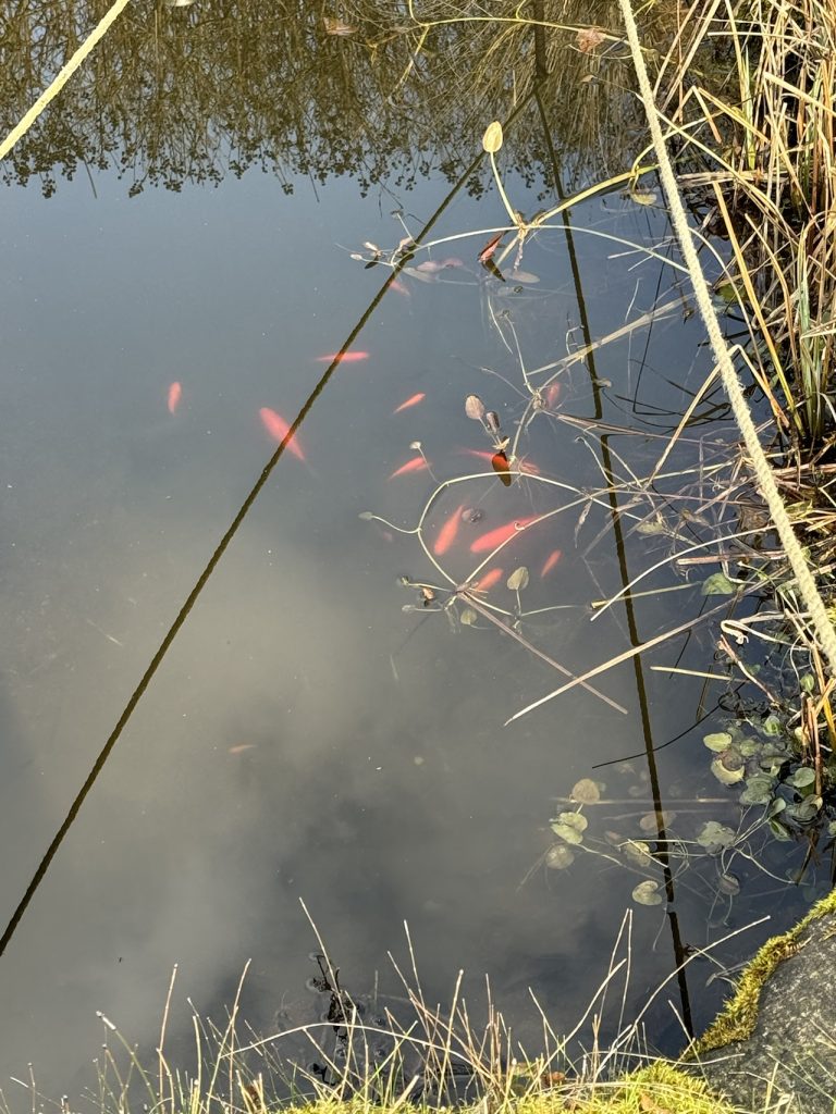 Die Fische sind auch schon wach (Foto vom 3.3.2024)