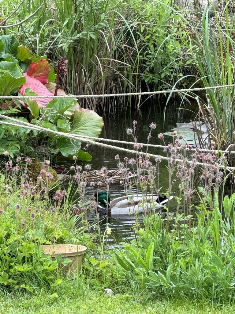 Enten auf Nahrungssuche bei uns im Teich am 11.5.2024.