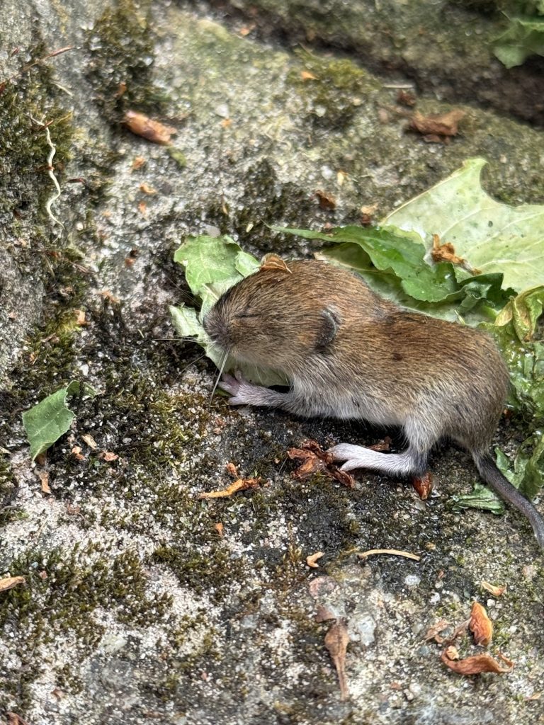 Dieser kleine haarige Freund hat es leider nicht geschafft :-( (Foto vom 16.5.2024)