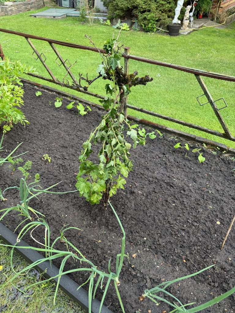 Letztes Jahr hat sich der Pfirsich verabschiedet und in diesem Jahr die Stachelbeere. (Foto vom 21.5.2024)