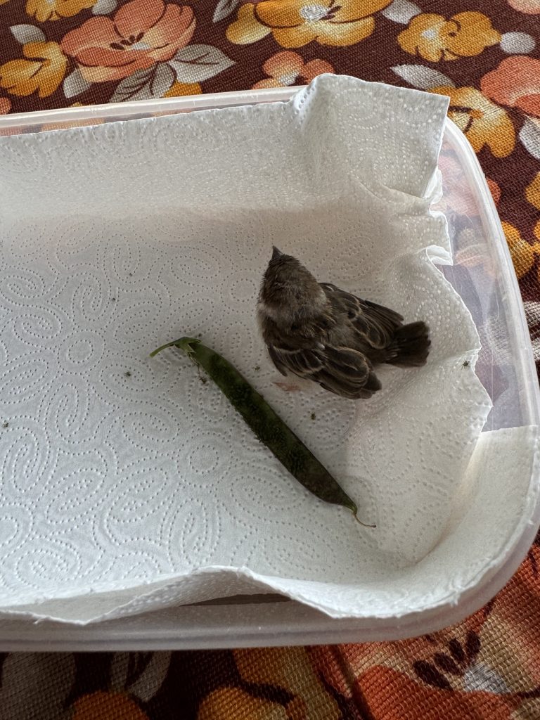 Na was haben wir denn da? Ein kleiner Spatz, der zu früh aus dem Nest gefallen ist. (Foto vom 18.7.2024)