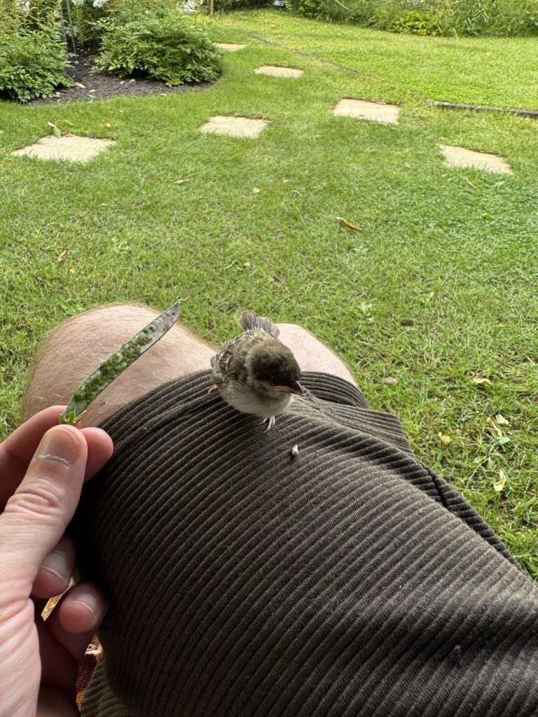 Der Versuch einer "Raubtierfütterung" (Foto vom 18.7.2024)