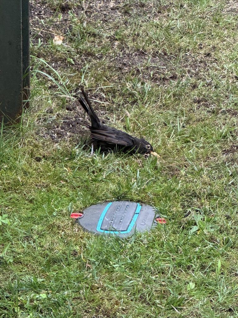 Der Tod gehört zum Leben dazu :-( Die Amsel hat sich als letzte Ruhestätte unseren Garten ausgesucht. (Foto vom 26.7.2024)