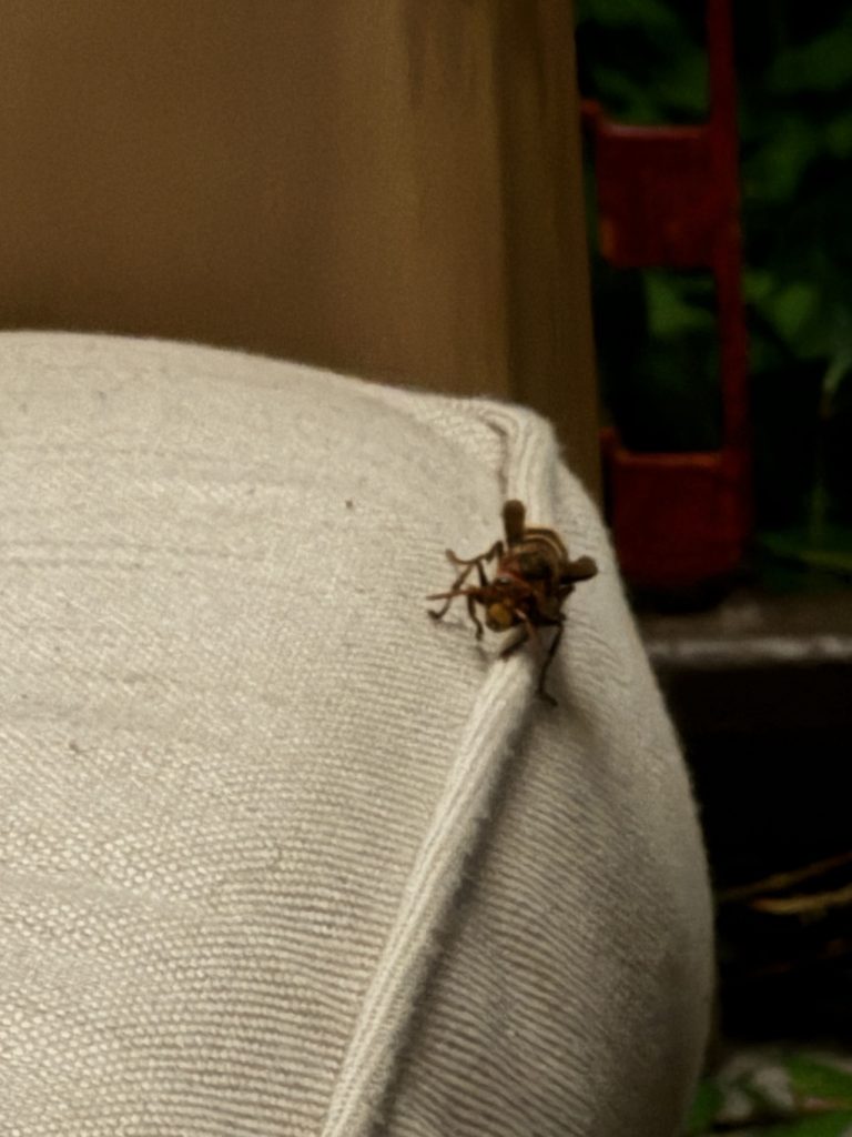 Abendlicher Besuch einer Hornisse bei uns auf der Terrasse (Foto vom 7.8.2024)