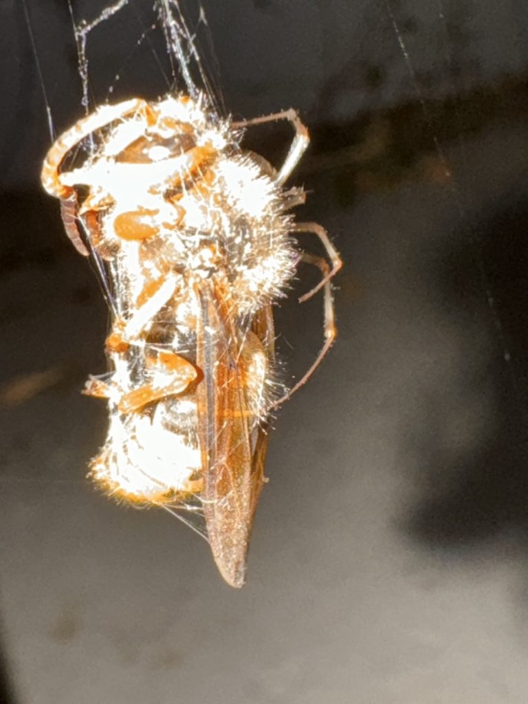 Die in unserem Terrassentisch wohnende Solitärbiene hat ihre Zeit hinter sich und eine Spinne macht sich nun über sie her. (Foto vom 20.8.2024)