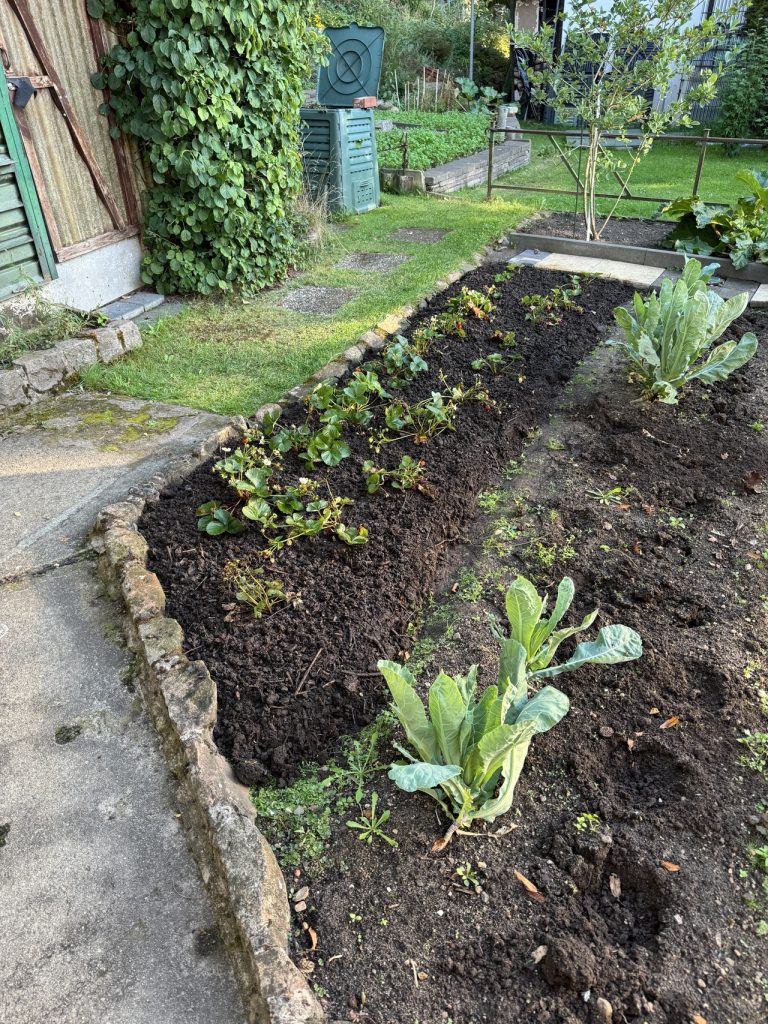 Die Pflanzen haben wir von der lieben Frau Nachbarin bekommen