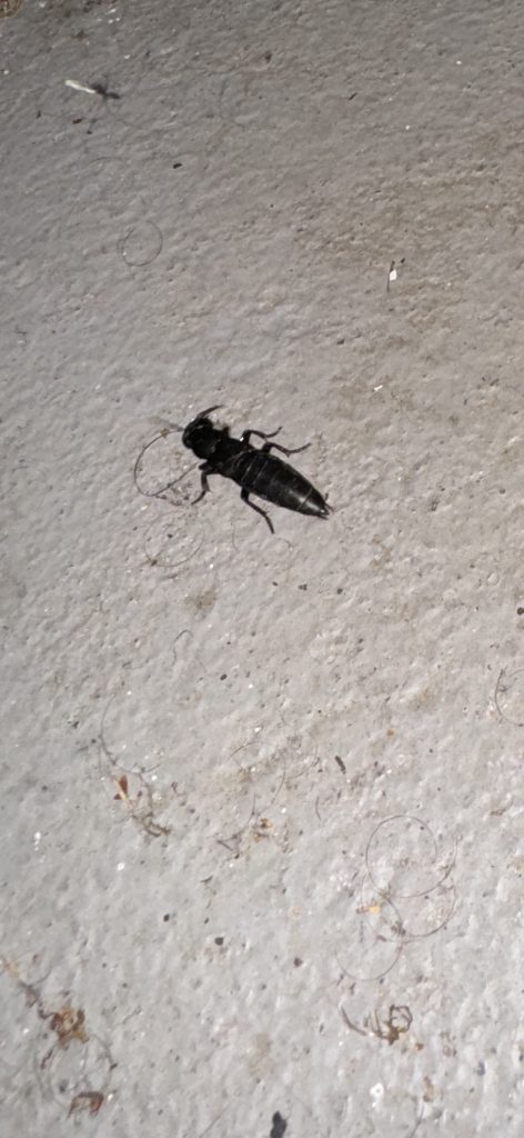 Wer oder was bist du? Ein Kurzflügler? (Foto vom 7.9.2024)