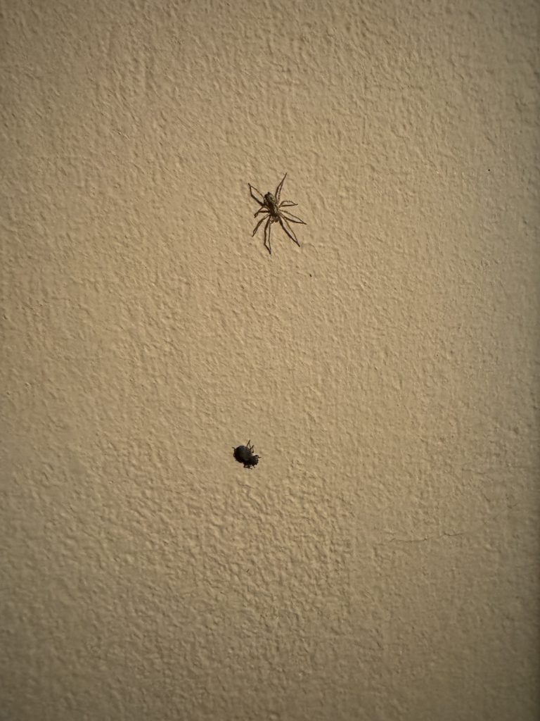 Action am Abend: Eine Spinne auf der Jagd. (Foto vom