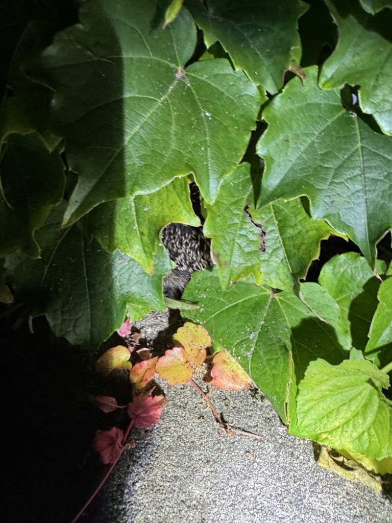 Geraschel im Wilden Wein - ein Igel :-) (Foto vom 20.9.2024)