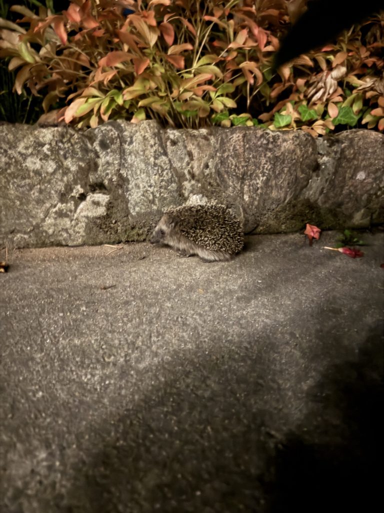 Der kleine Freund hat sich unseren Garten genau angesehen. (Foto vom 20.9.2024)
