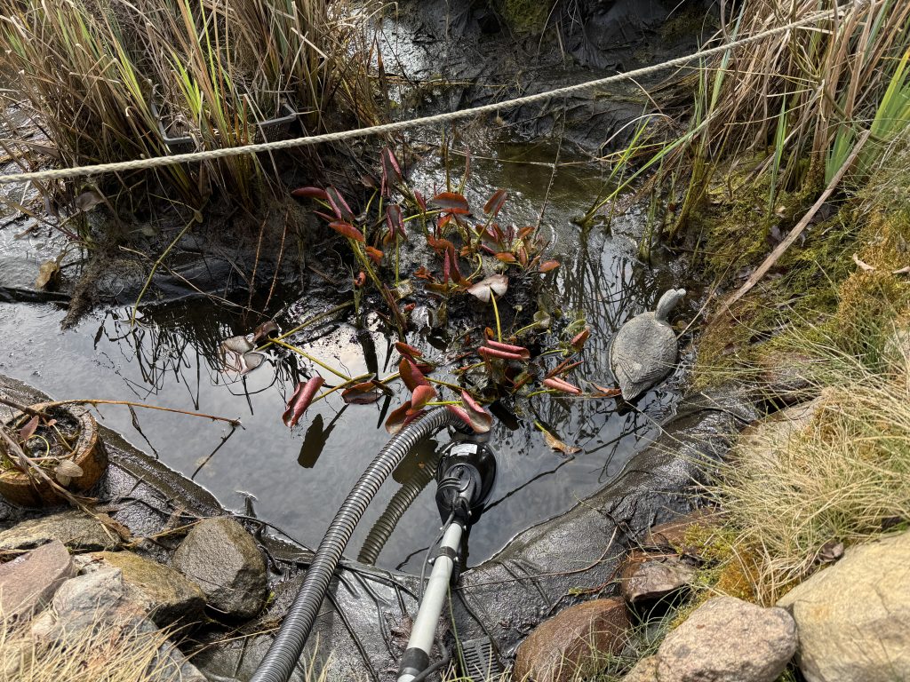 Der Seerose gefallen die Unmengen an Schlamm - immerhin sind darin jede Menge Nährstoffe enthalten.