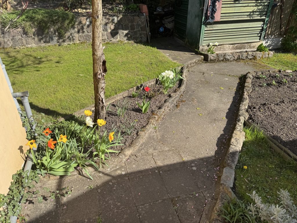 Tulpen im "Pfirischbeet"
