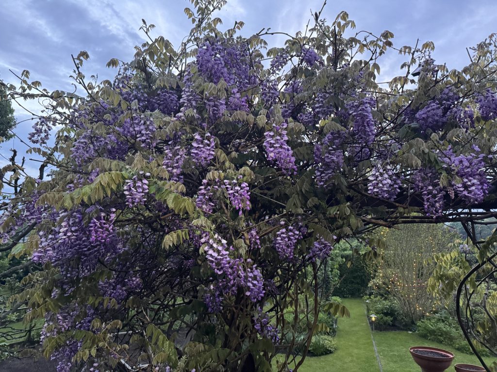 Blauregen mit Blüten en masse