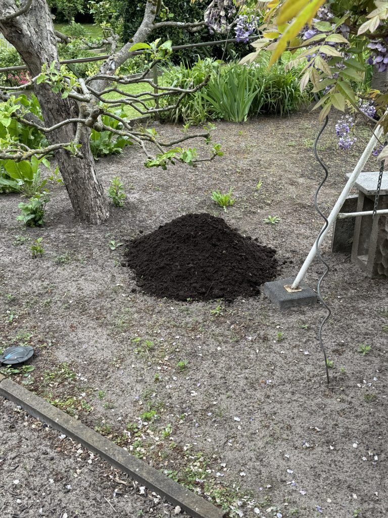 Ein starker Kontrast: Frischer Kompost auf sandigem Boden