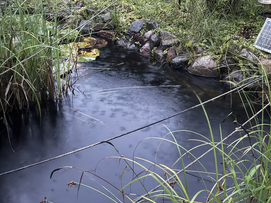 53 Liter pro Quadratmeter fielen innerhalb kürzester Zeit und haben den Teich fast überlaufen lassen