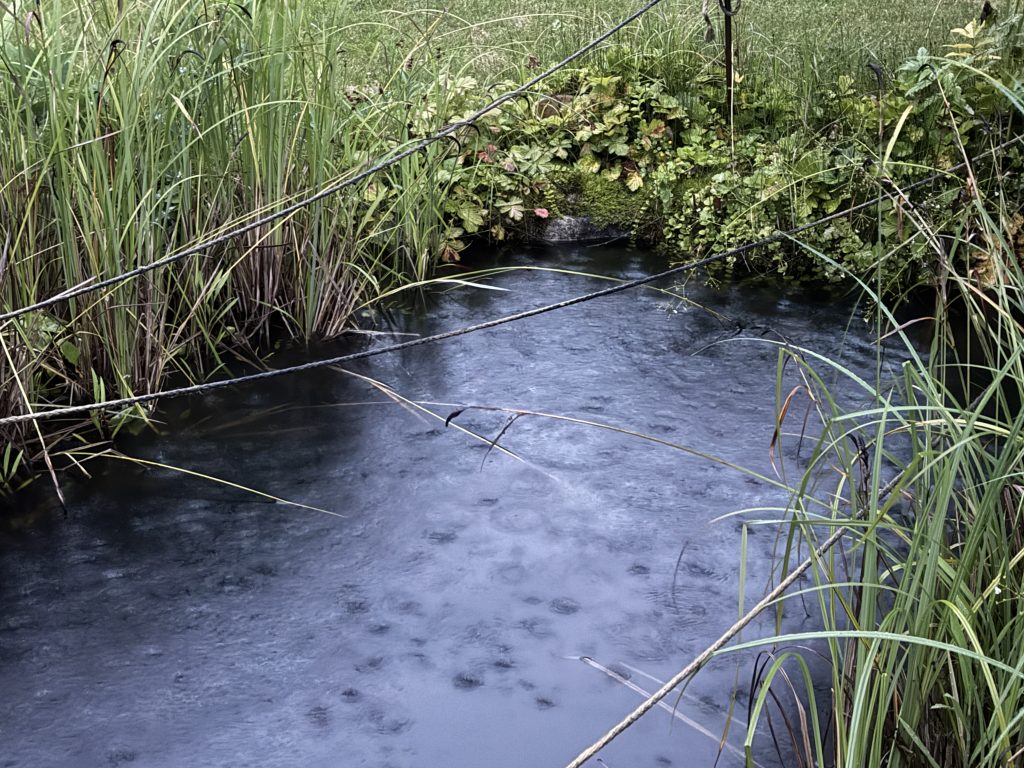 So hoch war der Wasserstand im Teich in den fast vier Jahren, die wir den Garten nun haben, noch nie.