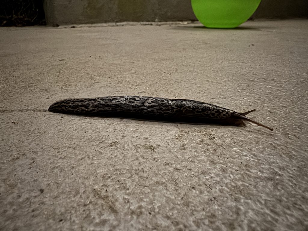 Tigerschnecke kriecht über den Terrassenboden (Aufnahme vom 03.05.2025)