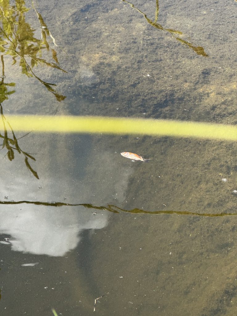 Todesfall 1: Ein toter Fisch im Gartenteich (Foto vom 20.05.2025)