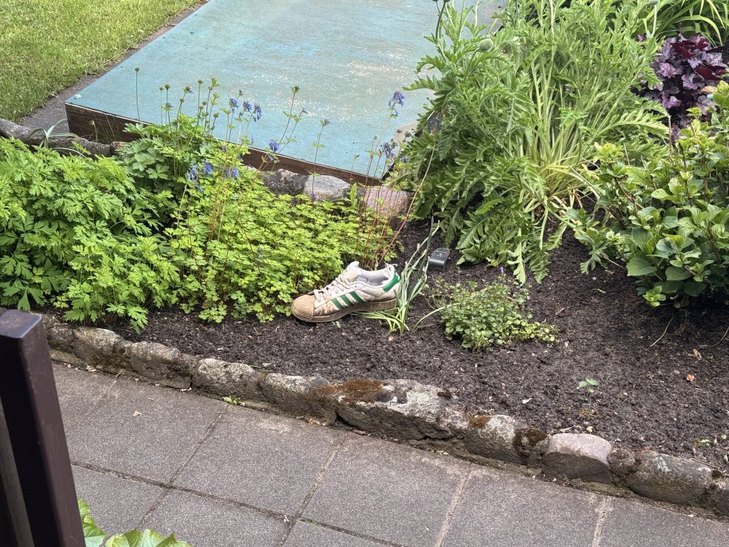Kein Tier, sondern ein Schuh mitten im Beet (Foto vom 24.05.2025)