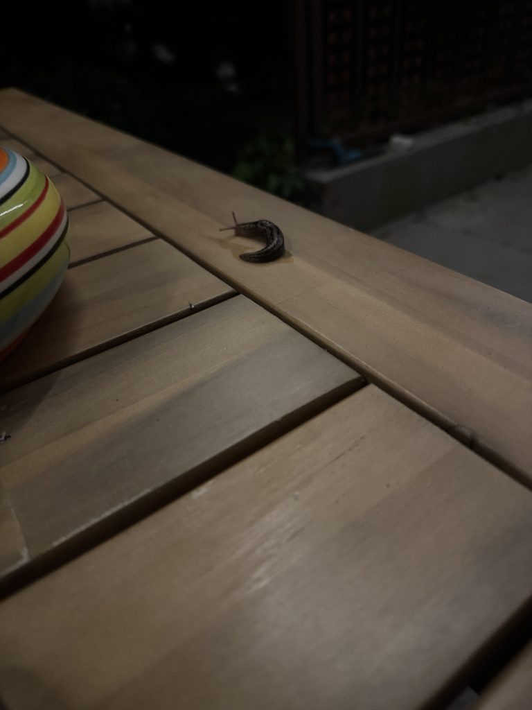Tigerschnecke auf dem Terrassentisch (Foto vom 07.06.2025)