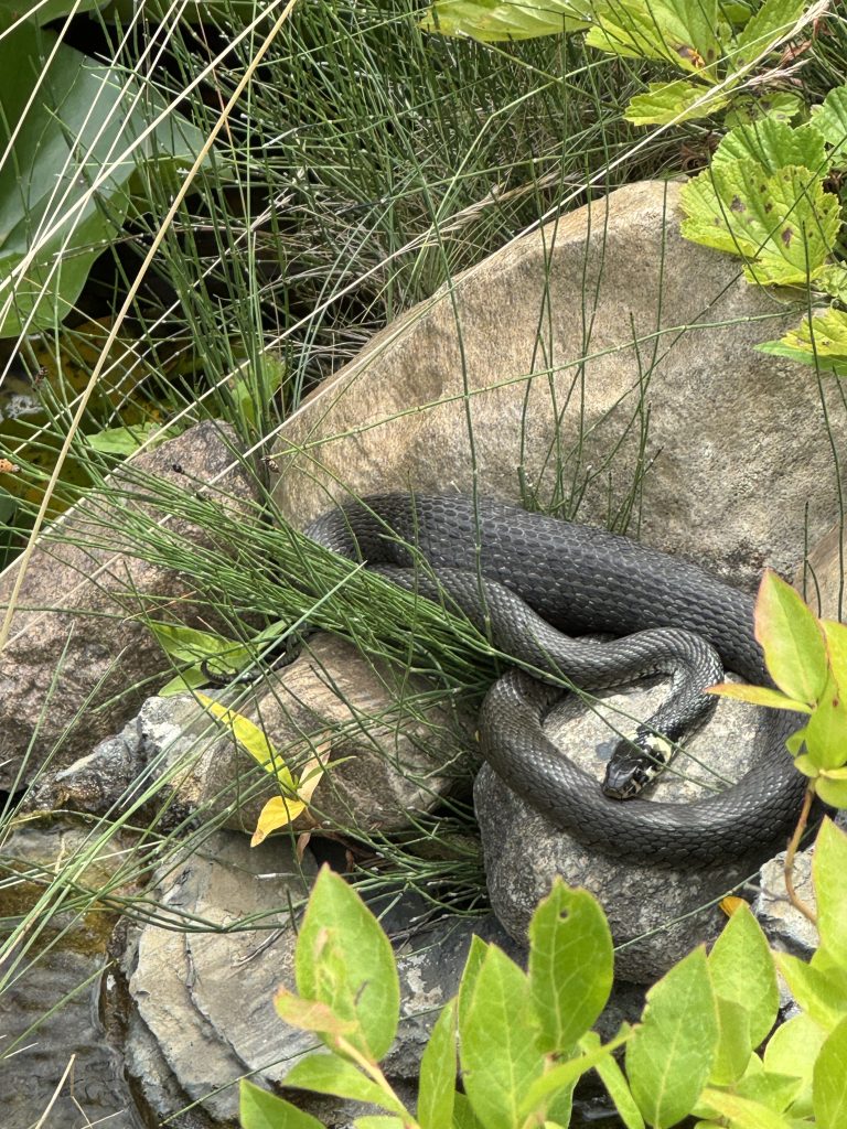 Riesige (satte?) Ringelnatter am Bachlauf (Foto vom 07.07.2025)