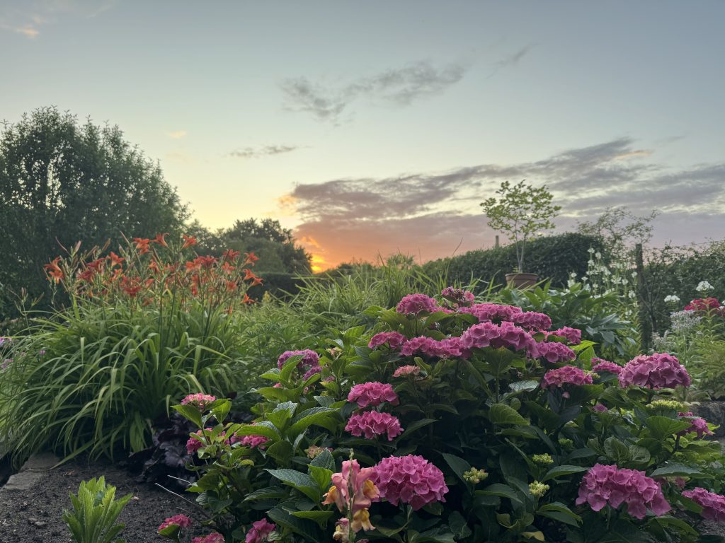 Bauernhortensie, Phlox, Lilie und Löwenmäulchen (aufgenommen am 10.07.2025)