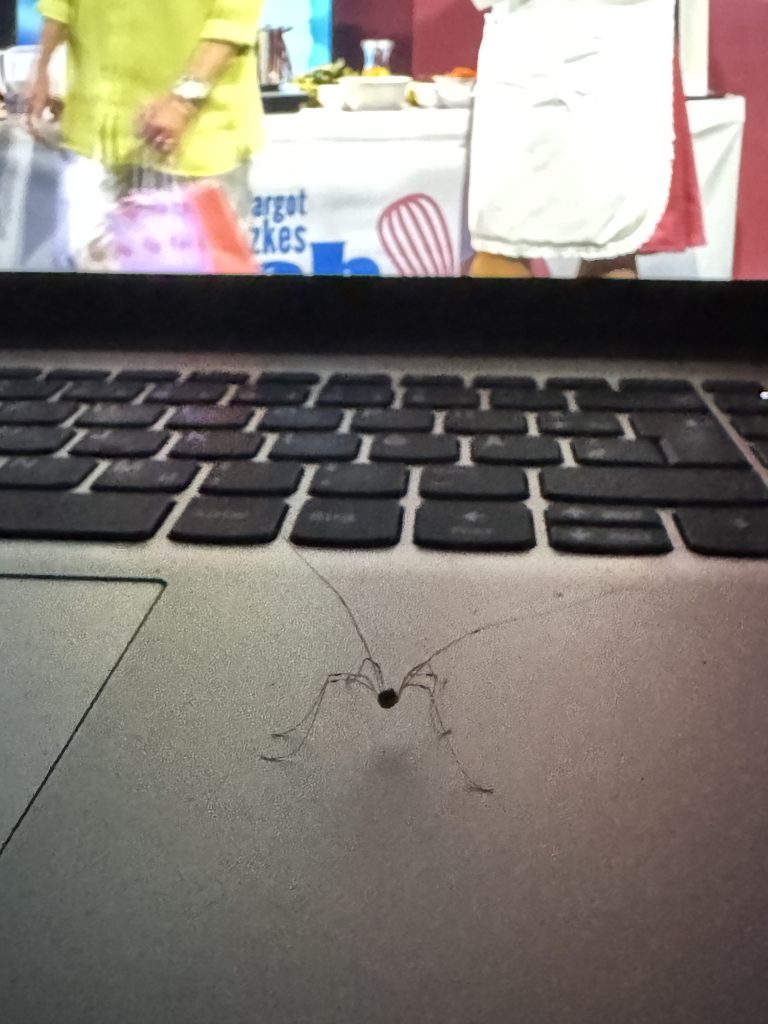 "Bock auf nen Kinoabend?" - Weberknecht auf einem Notebook (Foto vom 15.07.2025)