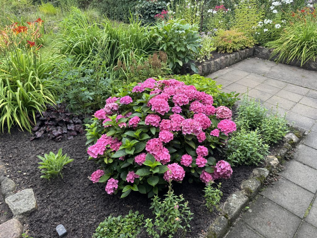 Hortensie, umgeben von Löwenmäulchen (aufgenommen am 26.07.2025)