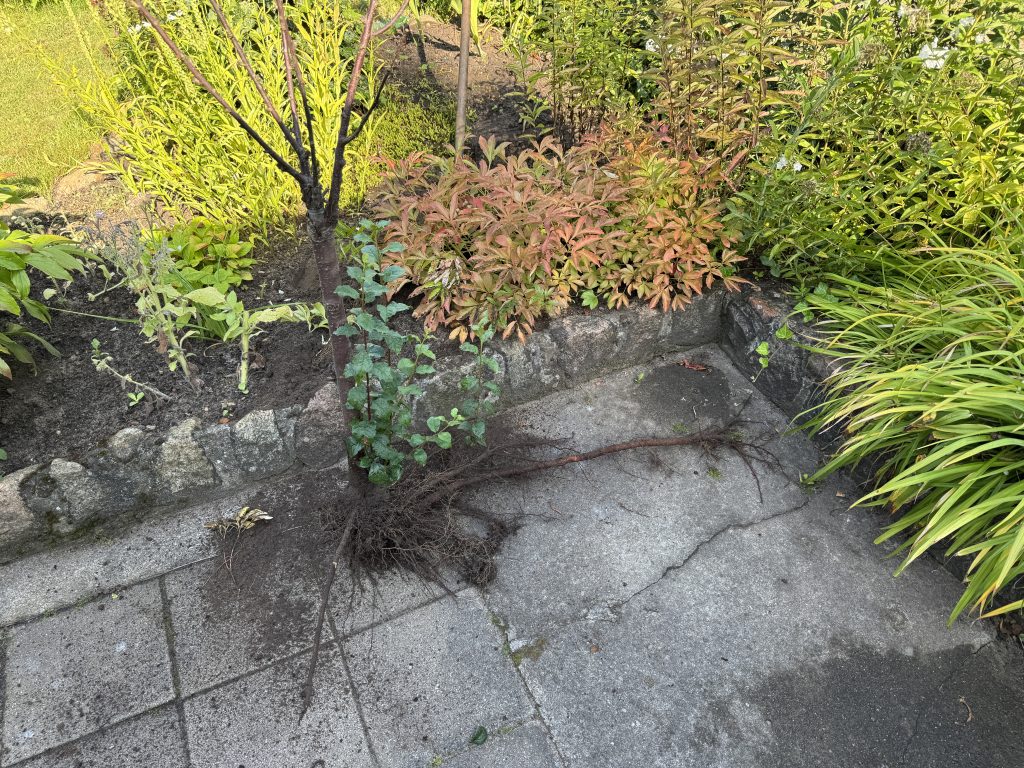 Interessantes Wurzelwerk des Mandelbäumchens