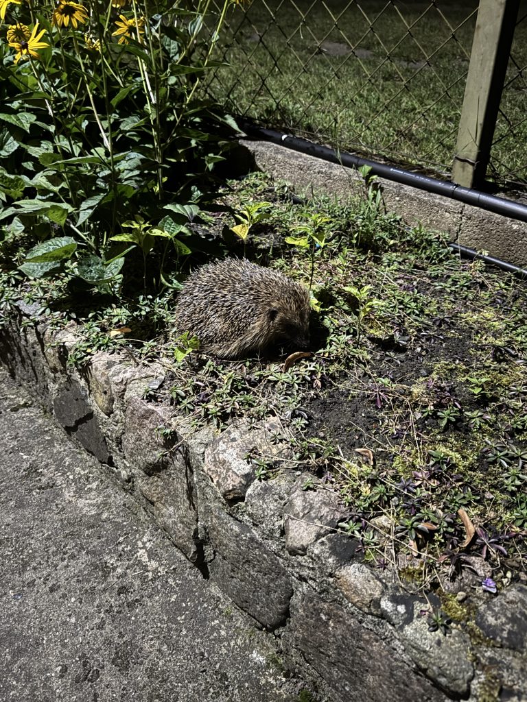 Igel auf Nahrungssuche