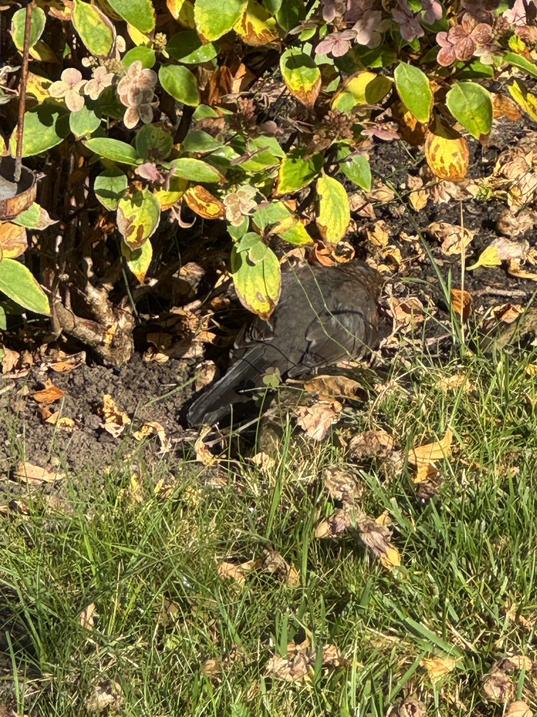 Todesfall 2: Amselmännchen unter einer Rispenhortensie (Foto vom 15.08.2025)