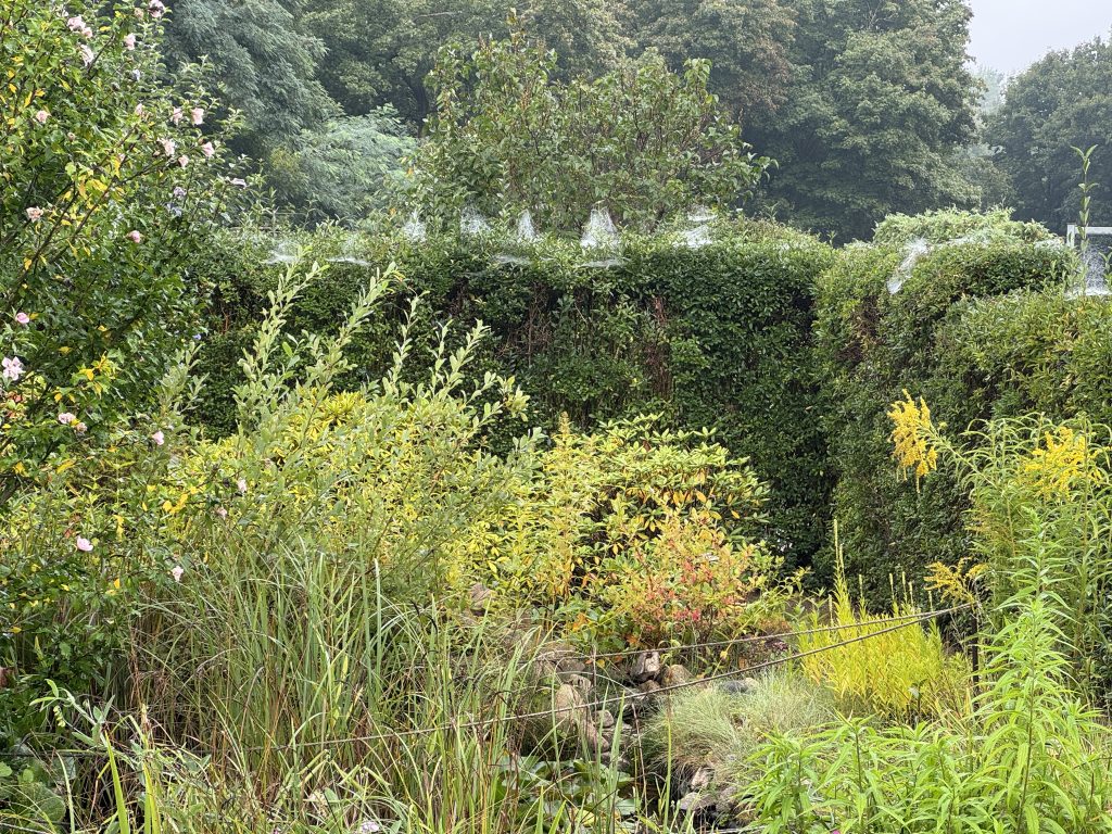 Hecke mit Häubchen (Spinnennetze) (Foto vom 30.08.2025)