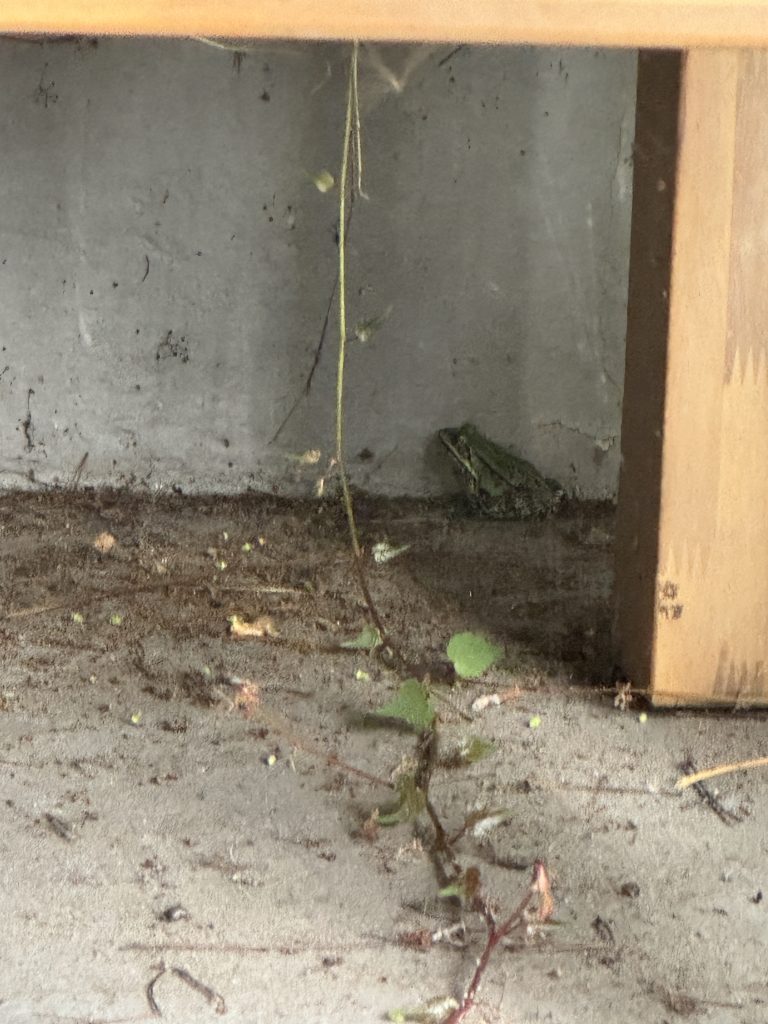 Etwas fehl am Platz: Ein Teichfrosch auf der Terrasse unter der Sitzecke (Aufnahme vom 30.08.2025)