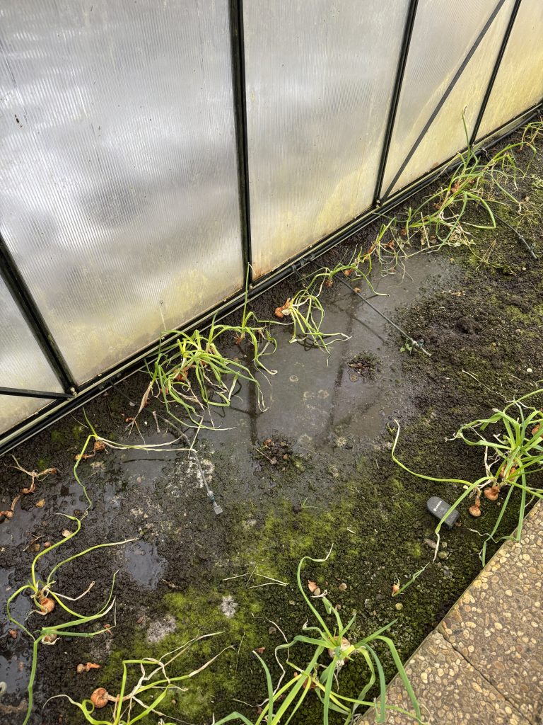 Im Gewächshaus drückt das Wasser von außen rein