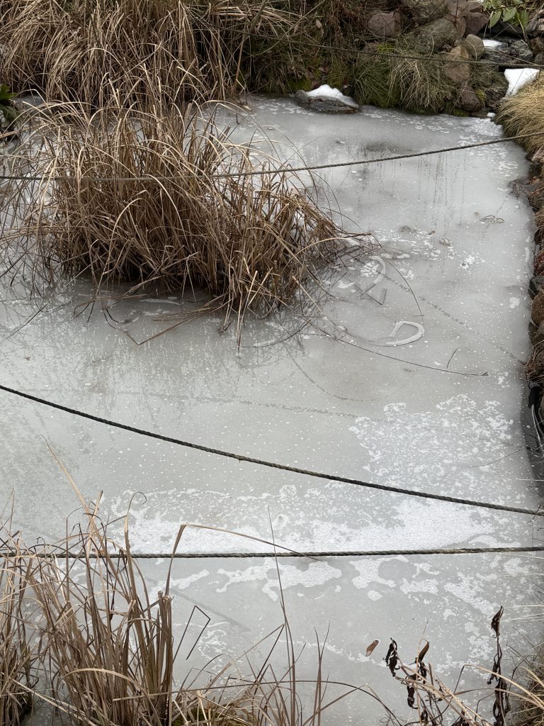 Der Teich ist - bis auf die tiefsten Stellen - komplett durchgefroren.
